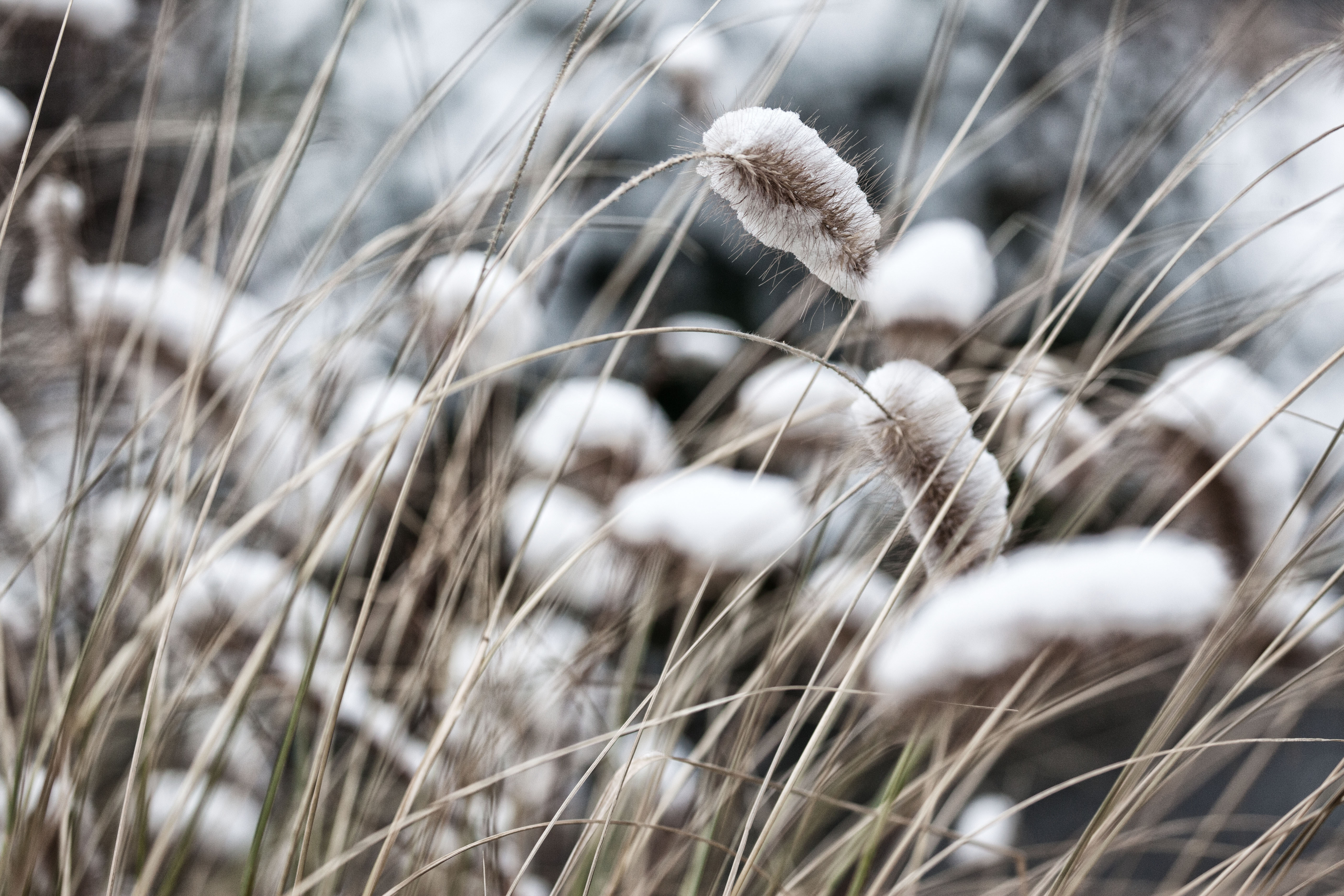 Schneestroh