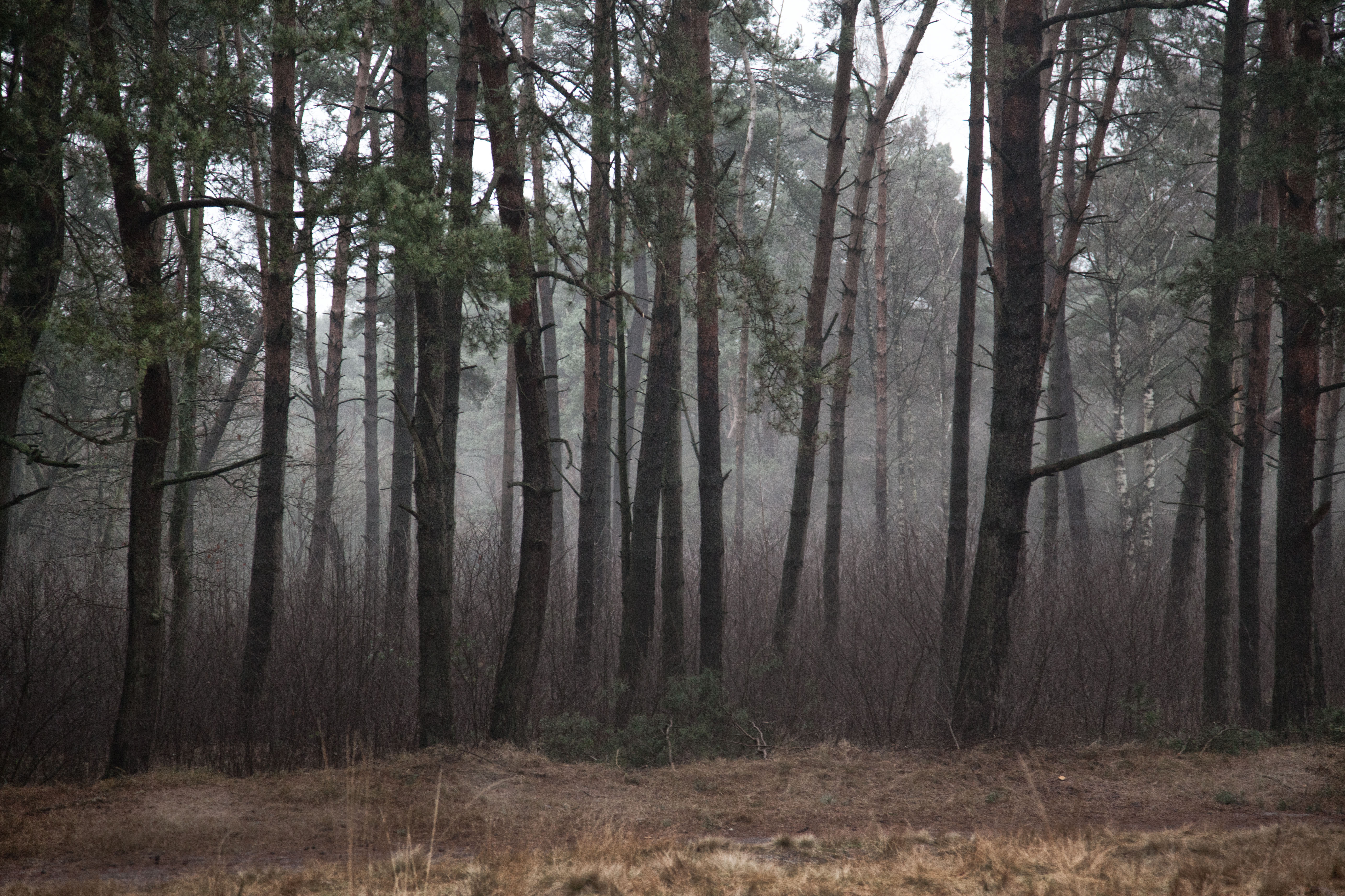 waldgroß